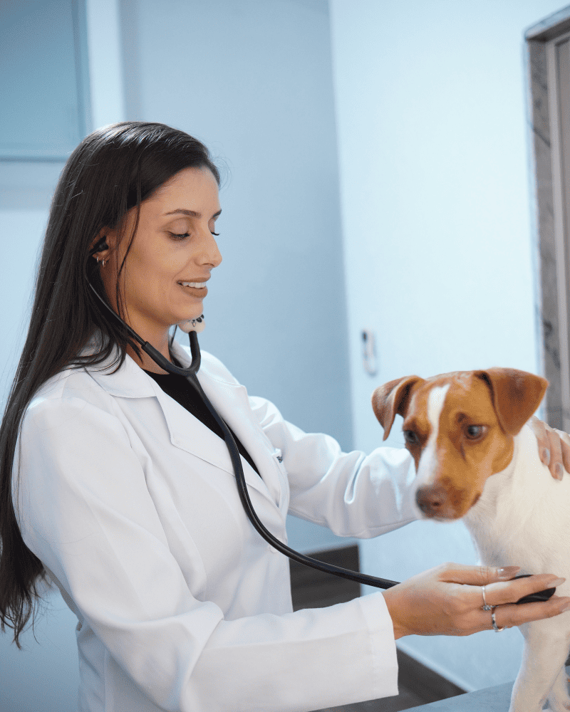 Dra Bianca examinando uma cadela chamada Ohana em seu consultório veterinário em Ribeirão Preto